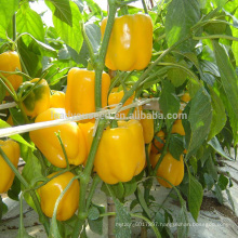 SP20 Jinghuang no.1 f1 hybrid yellow bell pepper seeds, color bell pepper seeds